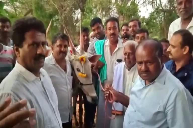 Fan gifted two Oxen to HD Kumaraswamy in Mandya