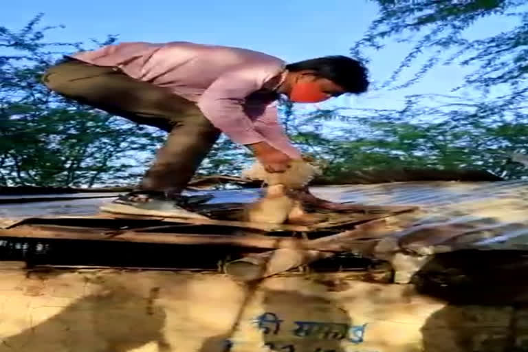 monkeys in water tank supplying water to households