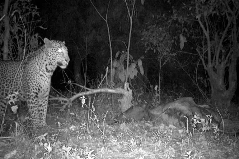 Leopard at PuruliaLeopard at Purulia