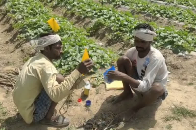 Farmers benefit from drip irrigation system in Kaimur