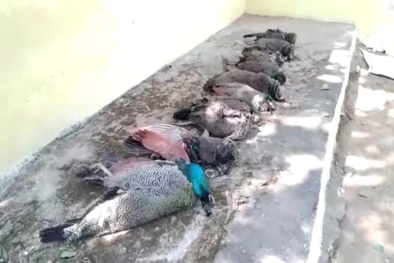 peacocks died