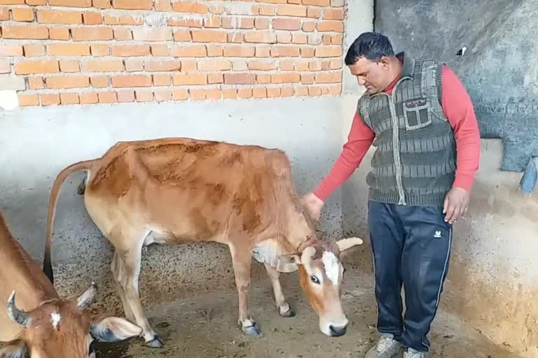 Desi cows very useful for villagers