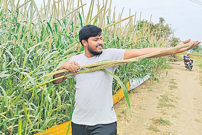 Software success in his agriculture field at kadapa