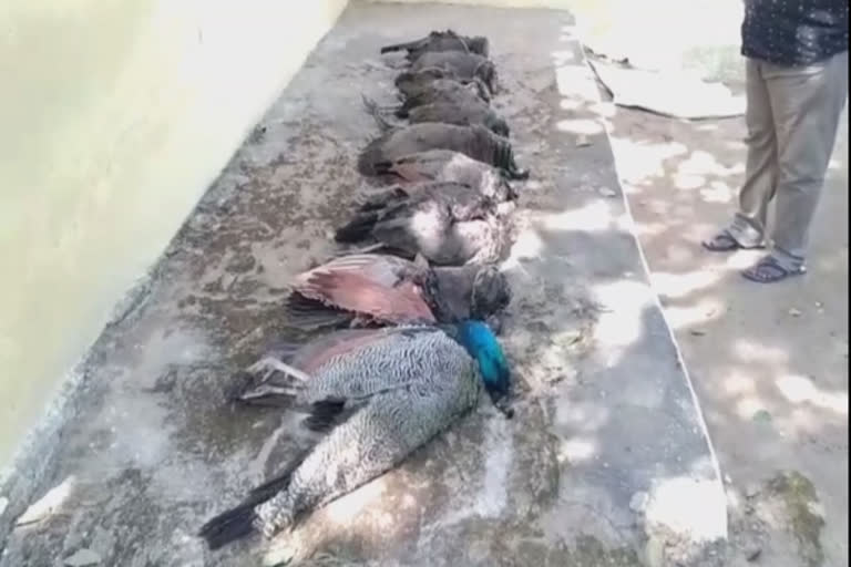 Farmer arrested for allegedly poisoning peacocks to death in Chennai