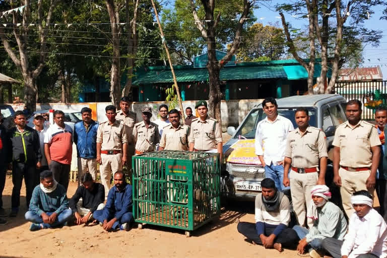 smuggling of rare wildlife pangolin in balaghat