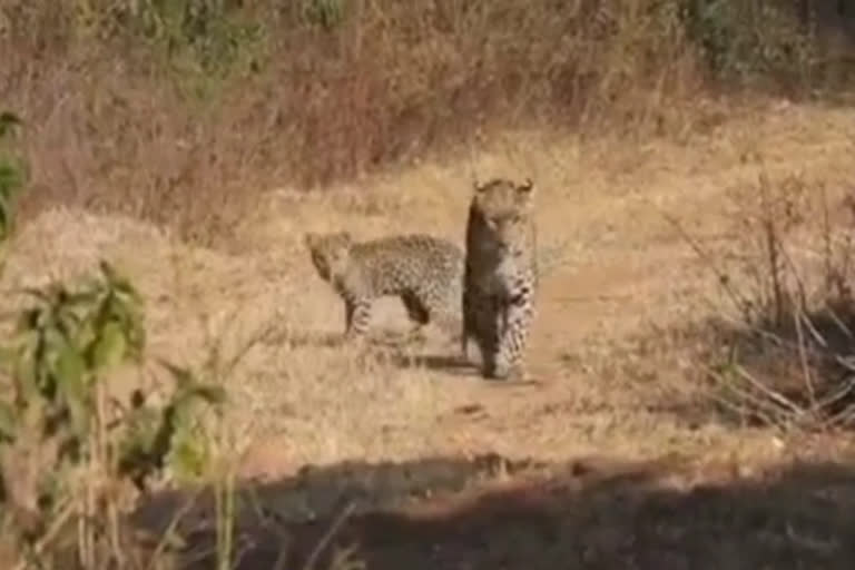 Panther was seen with two cubs in Sariska