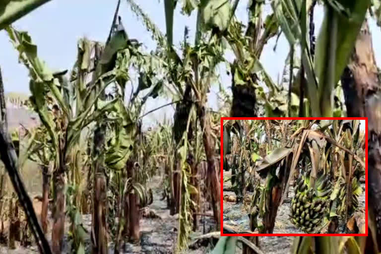 banana plantation on fire at kurnool