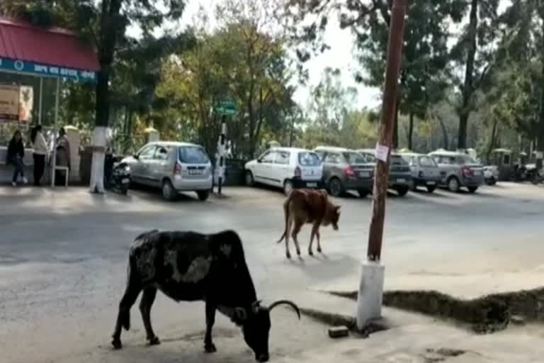 cow sanctuary in Solan