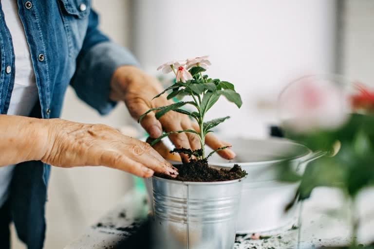 gardening is beneficial for physical and mental health , मानसिक ही नहीं शारीरिक स्वास्थ्य के लिए भी लाभकारी है बागवानी, basics of gardening , how is gardening good for health