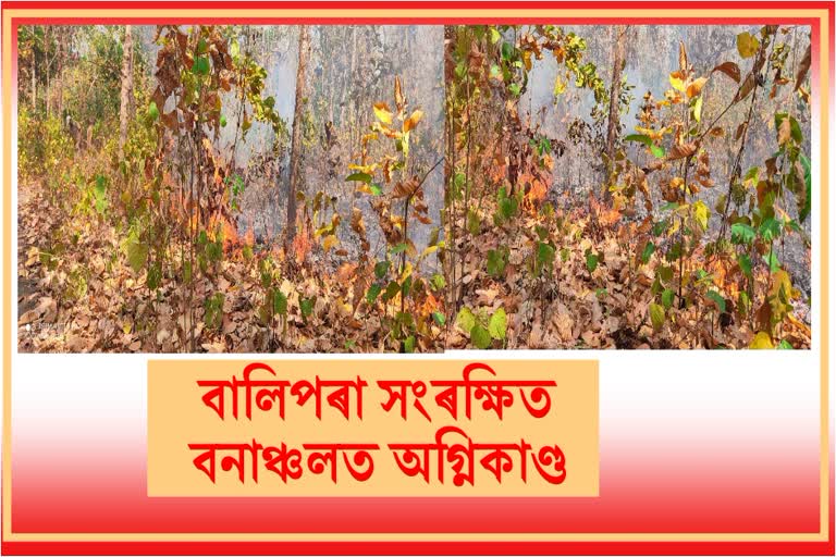 devastating-fire-at-balipara-reserve-forest