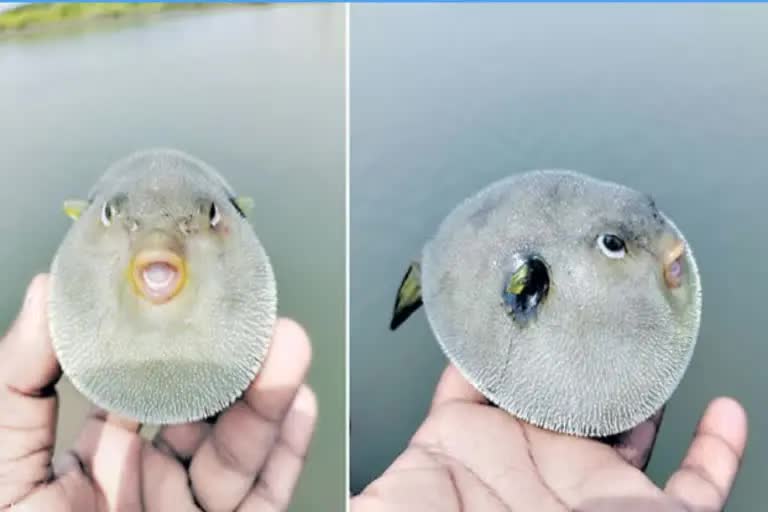 Rare and Dangerous Man face fish