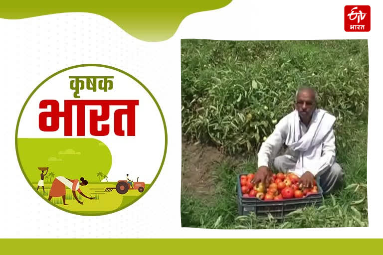 tomato farming in karnal