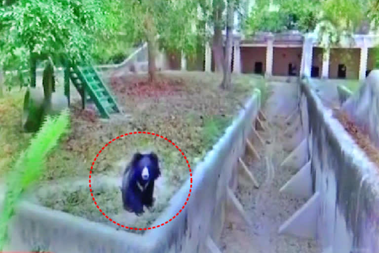 Bear at Satavahana University