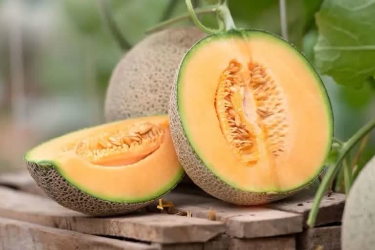 Muskmelon: ଶରୀରକୁ ସୁସ୍ଥ ଓ ହାଇଡ୍ରେଟ ରଖେ ଖରଭୁଜ