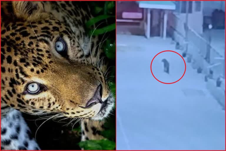 Leopard seen in JSW Karcham