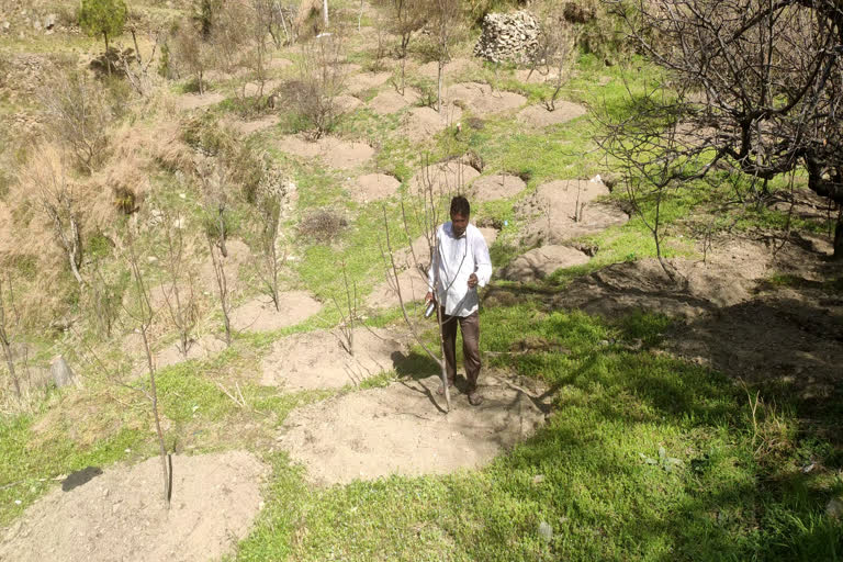 Apple production in Karsog