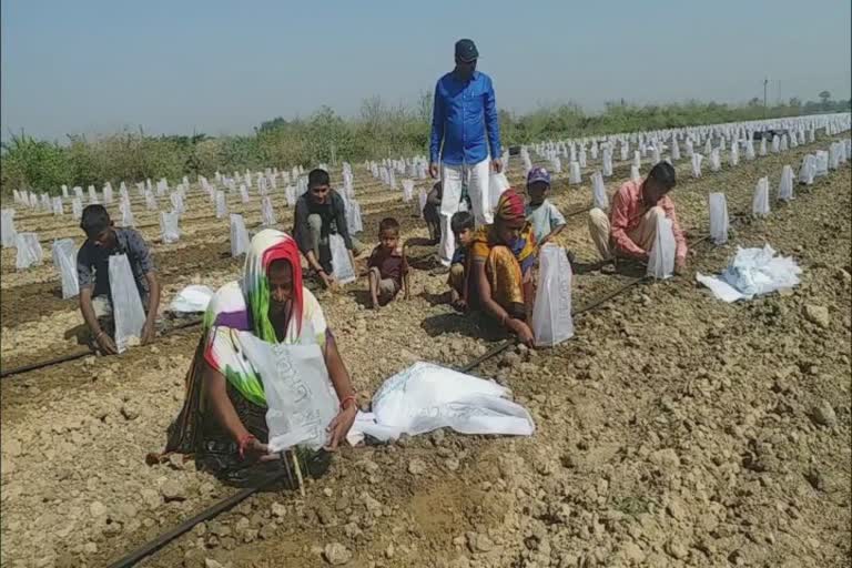 Horticulture in Mahisagar: મહીસાગરના ખેડૂતે પપૈયાની ખેતી કરી અન્ય ખેડૂતો માટે પ્રેરણાદાયી બન્યા