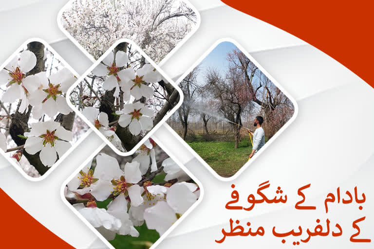 almond-flowers-blossom-heralding-arrival-of-spring-in-kashmir