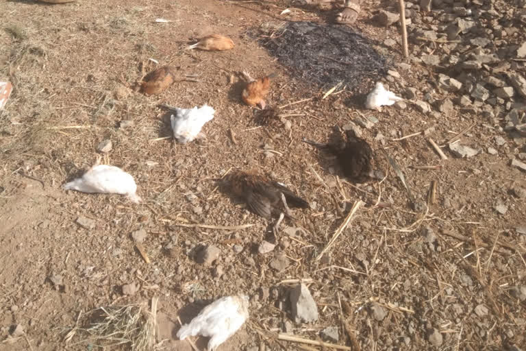 कोंबड्यांचा मृत्यू