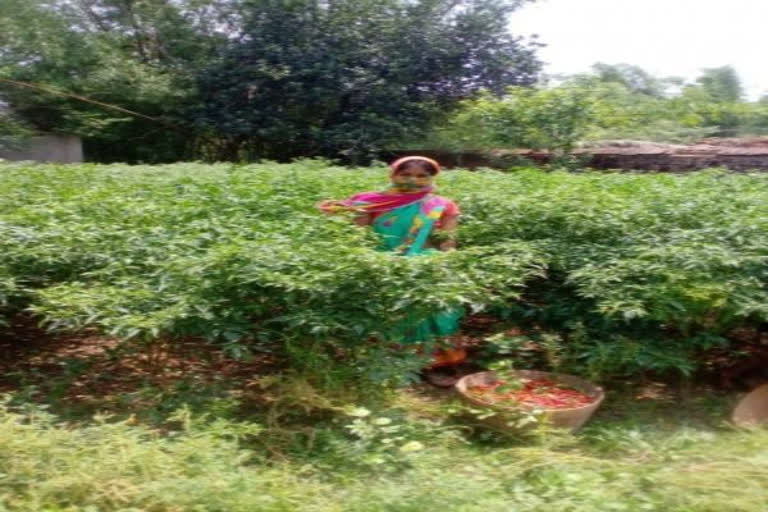 'CCS schemes promoting women farmers'