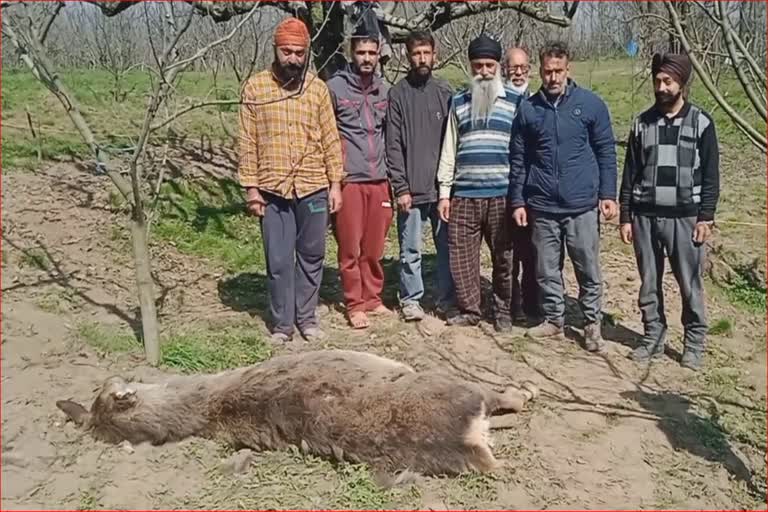 Hangul dies in leopard attack in Tral