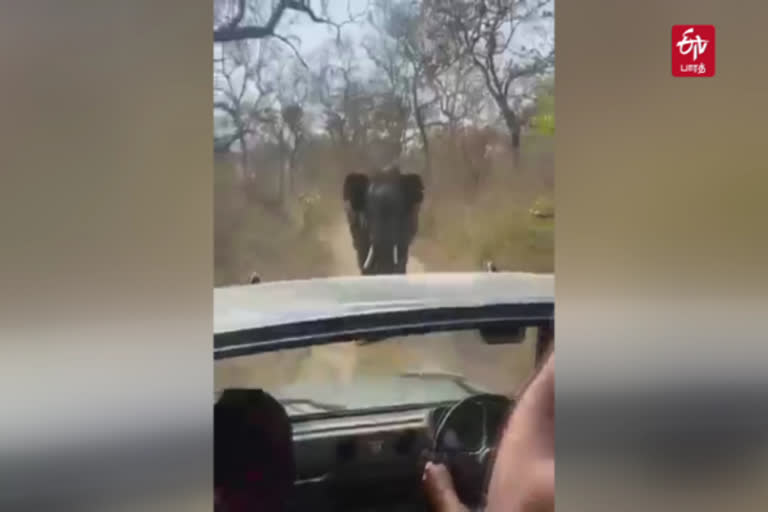 ஆக்ரோஷமாக சுற்றுலா வாகனத்தை துரத்திய காட்டு யானை: பந்திப்பூரில் பரபரப்பு!