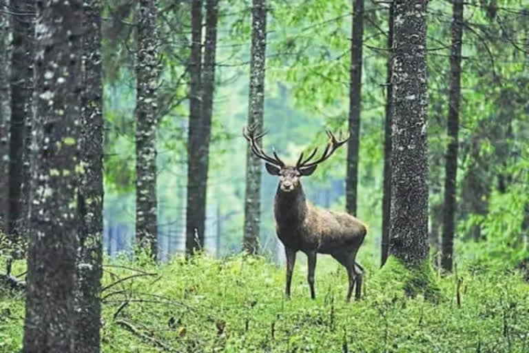 Hangul carcass found in Kashmir