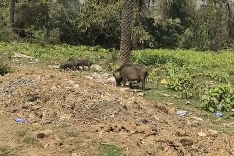 Wild Boar Destroy Crops in Kanksa