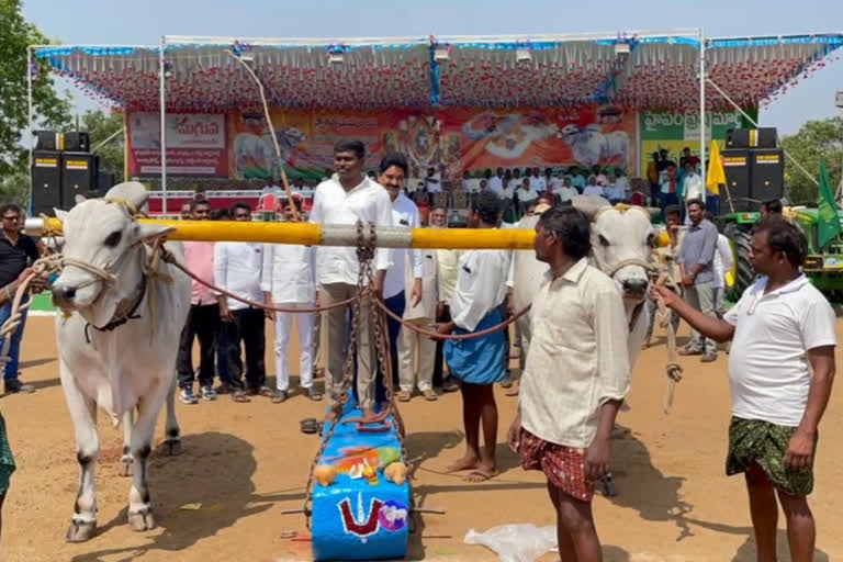 Ongole bull race