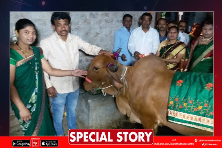 Aurangabad Cow Dohale Program