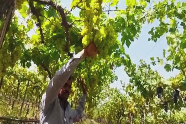 Grape cultivation in Saurashtra: આવળ,બાવળ અને બોરડીના પ્રદેશ તરીકે ઓળખાતા જિલ્લામાં દ્રાક્ષની સફળ ખેતી