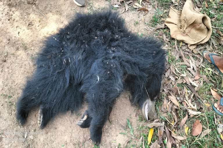 Bear dies due to stumbling of unknown vehicle on NH 130 of Surguja