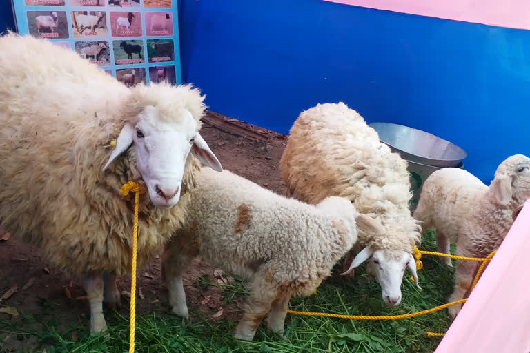 Sheep Goat Exhibition Program Organized in Bihar Veterinary College