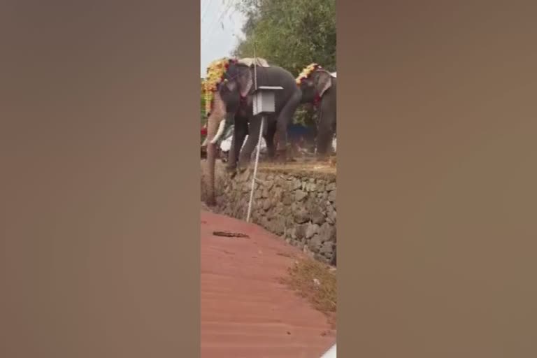 elephant run amok in arattupuzha  people panicked after an elephant ran amok  incidents of elephant running amok during festivals  ആറാട്ടുപുഴ പൂരത്തിനിടെ ആന ഇടഞ്ഞു  ആന ഇടഞ്ഞപ്പോള്‍ നാട്ടുകാര്‍ ചിതറിയോടിയ സംഭവം  ഉത്സവത്തിനിടെ ആന ഇയടയുന്ന സംഭവങ്ങള്‍