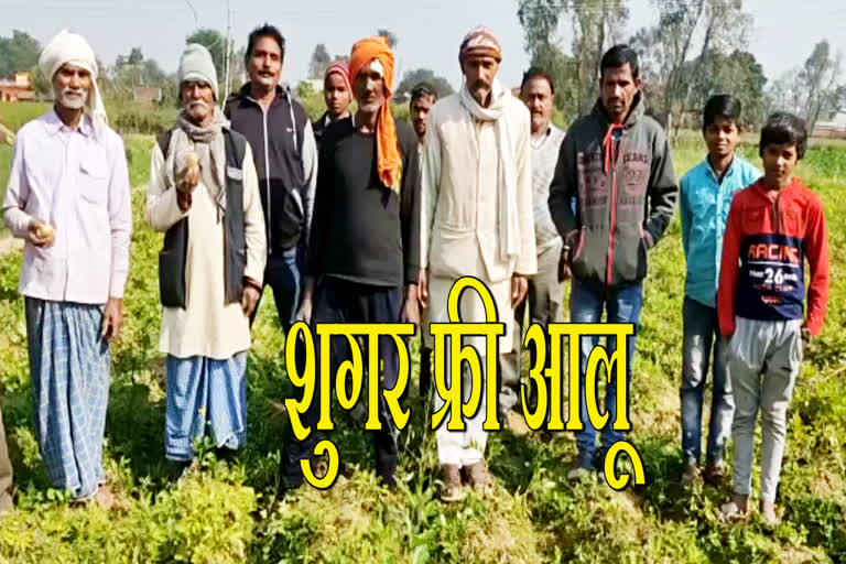 Sugar free potato cultivation in Palamu