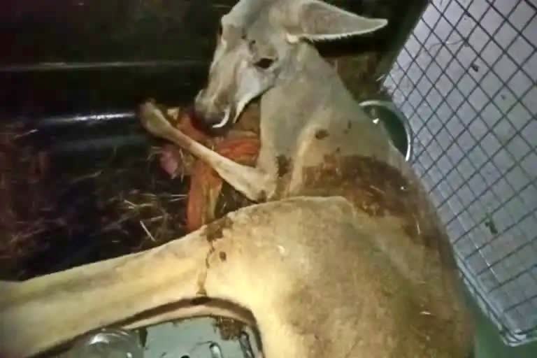 Kangaroo rescued in Alipurduar district of West Bengal