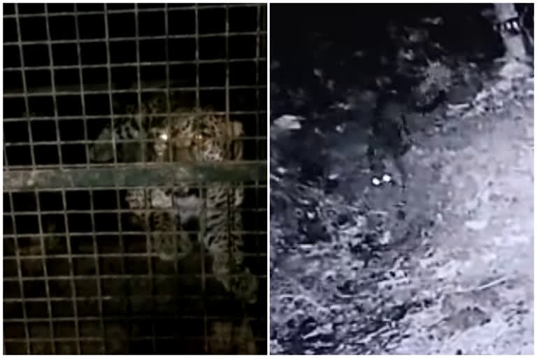 Leopard trapped palakkad  palakkad leopard attack  Dhoni leopard trapped  ധോണിയിലെ പുലി  പാലക്കാട്‌ പുലി ആക്രമണം  പുലി കുടുങ്ങി  palakkad lasted news