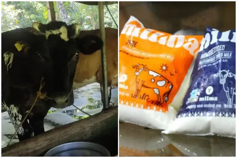 Palakkad Milk Production  Milma palakkad  cattle farming kerala  milk production decreases  പാലക്കാട്‌ പാല്‍ ഉൽപാദനം  മില്‍മ പാല്‍ സംഭരണം  ക്ഷീര വികസന വകുപ്പ്  palakkad latest news