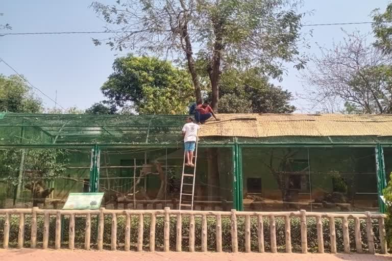 Summer management started in Bhubaneswar Nandankanan zoo