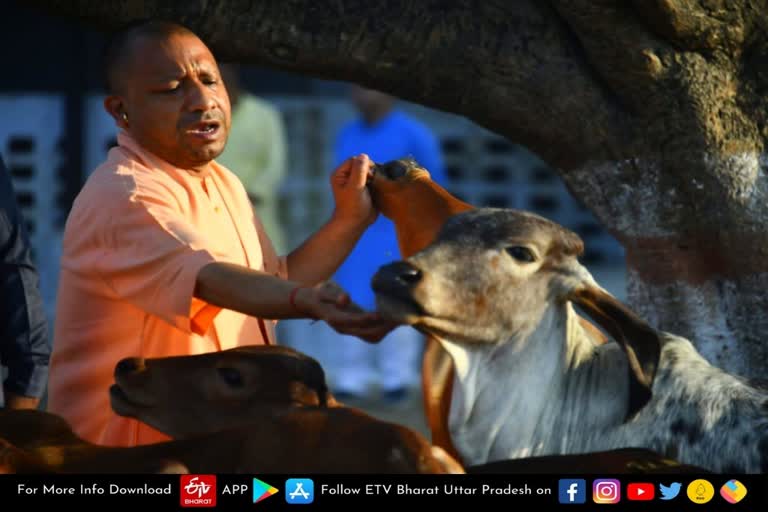 gorakhpur_cm_yogi  gorakhpur latest news  Holi 2022  happy holi 2022  गोरखनाथ मंदिर में CM योगी  CM योगी ने की अपनों से मुलाकात  कालू और गौरी-गंगा  CM Yogi met loved ones  Gorakhnath temple  spent time with Kalu  Kalu and Gauri-Ganga  गोरखपुर पहुंचे सीएम योगी  गोरक्ष पीठाधीश्वर योगी आदित्यनाथ  सीएम योगी आदित्यनाथ  गोरखनाथ मंदिर के मेला