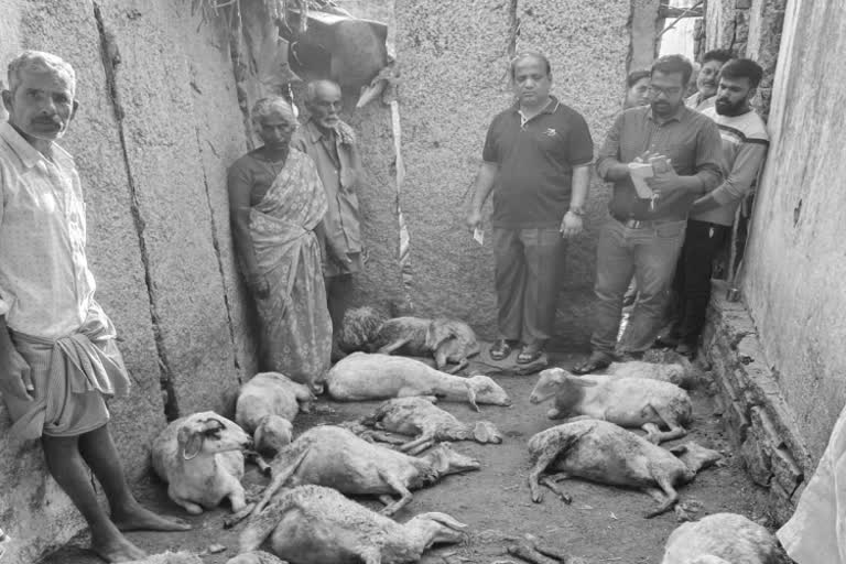 sheep killed in leopard attack in chikkaballapur