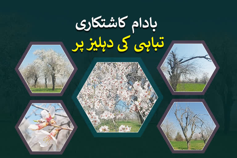 almond-cultivation-on-verge-of-extinction-farmers-blame-govt-apathy