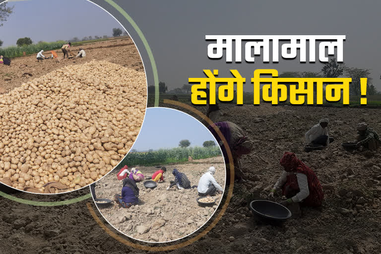 Potato Farming in Bharatpur