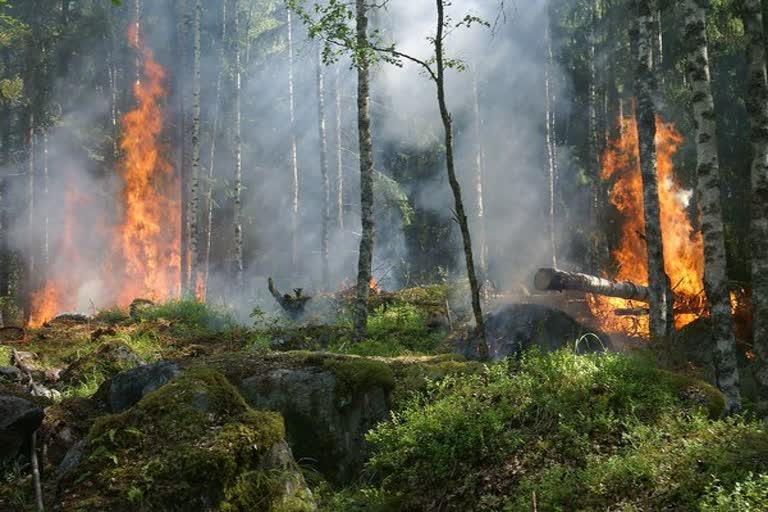 Smoke from wildfires destroys Ozone layer, reveals study