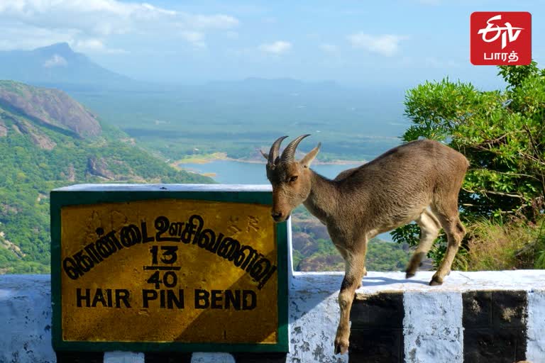 வரையாடு