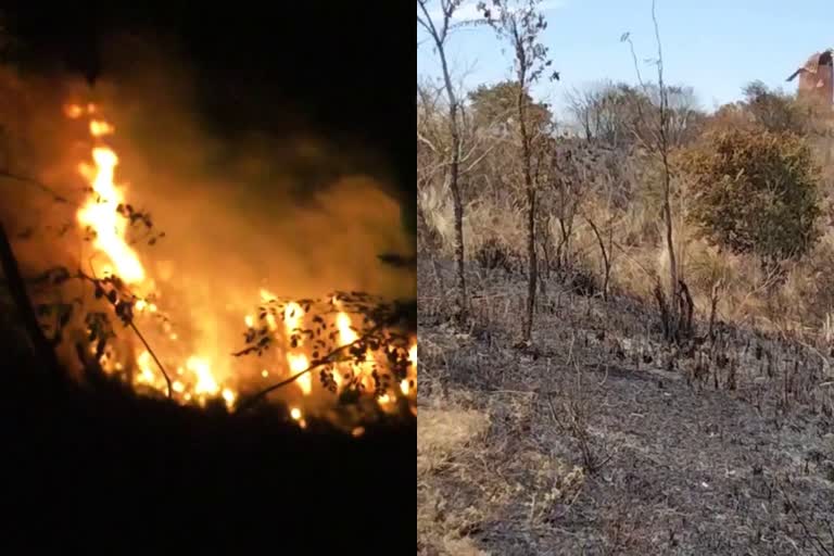 summer wildfires in highrange  wildfires in idukki  ഇടുക്കി ഹൈറേഞ്ച് കാട്ടുതീ  കാട്ടുതീ ഉടുമ്പൻചോല  വേനൽ കാട്ടുതീ