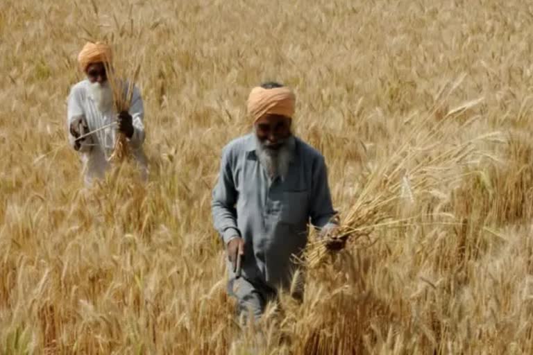 Punjab tops in paddy procurement