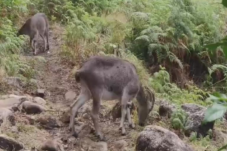 வரையாடுகளை பாதுகாக்க ரூ.10 கோடி நிதி ஒதுக்கீடு