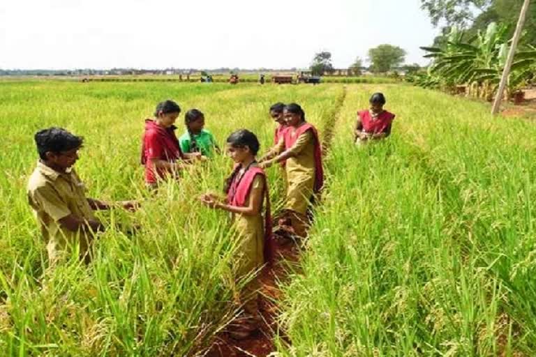 வேளாண் பட்டதாரி