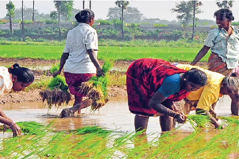 வேளாண்துறையில் சிறந்து விளங்கும் விவசாயிகளுக்கு சிறப்பு பரிசு - எம்.ஆர்.கே. பன்னீர்செல்வம்
